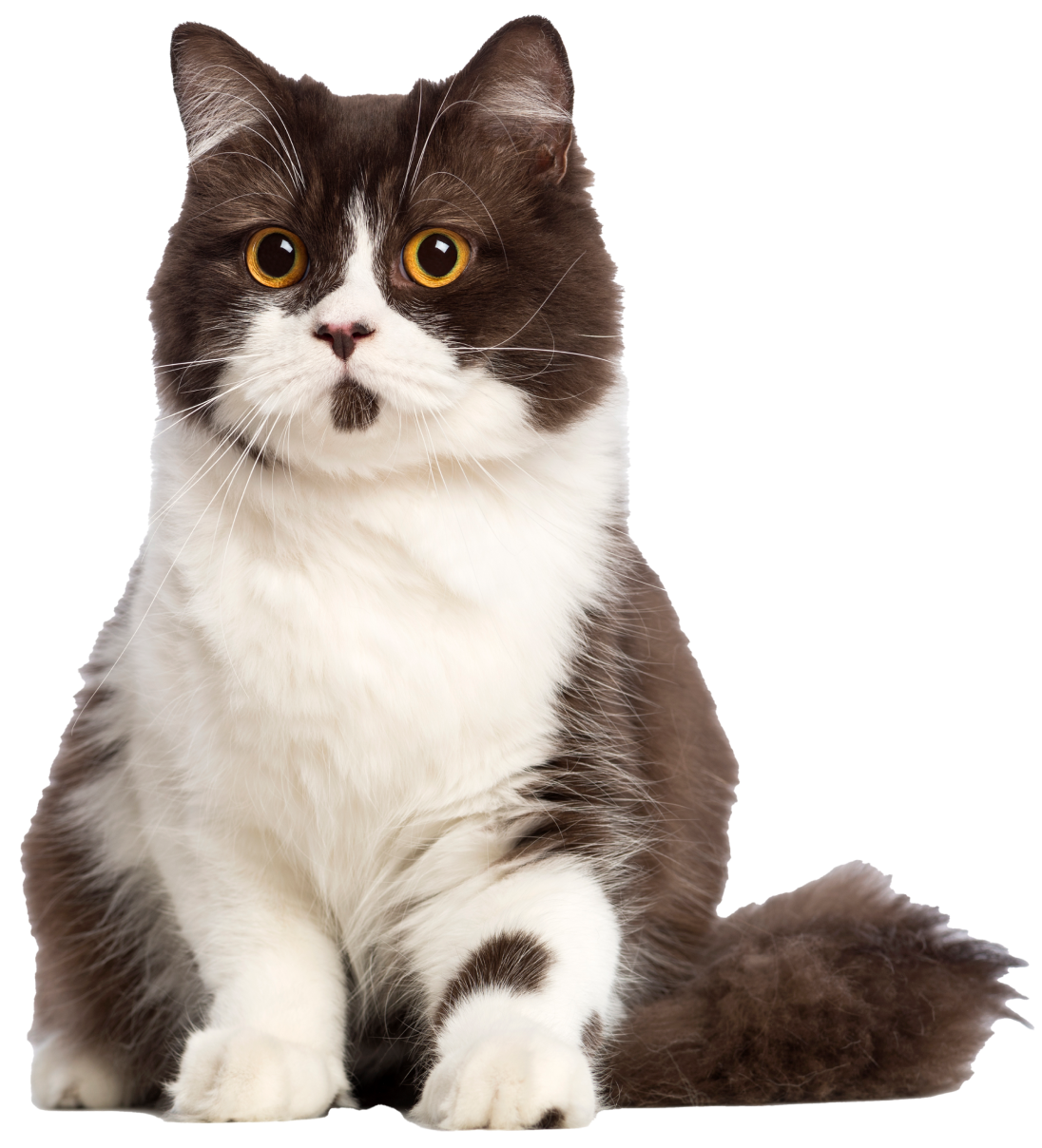 cat-faq