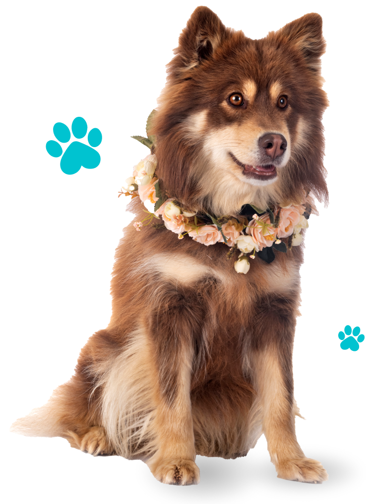 dog