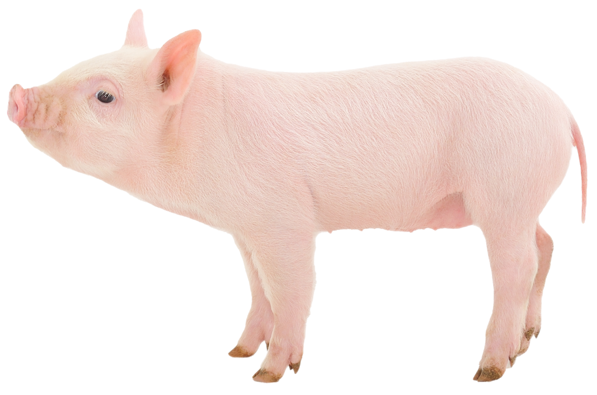 footer-pig