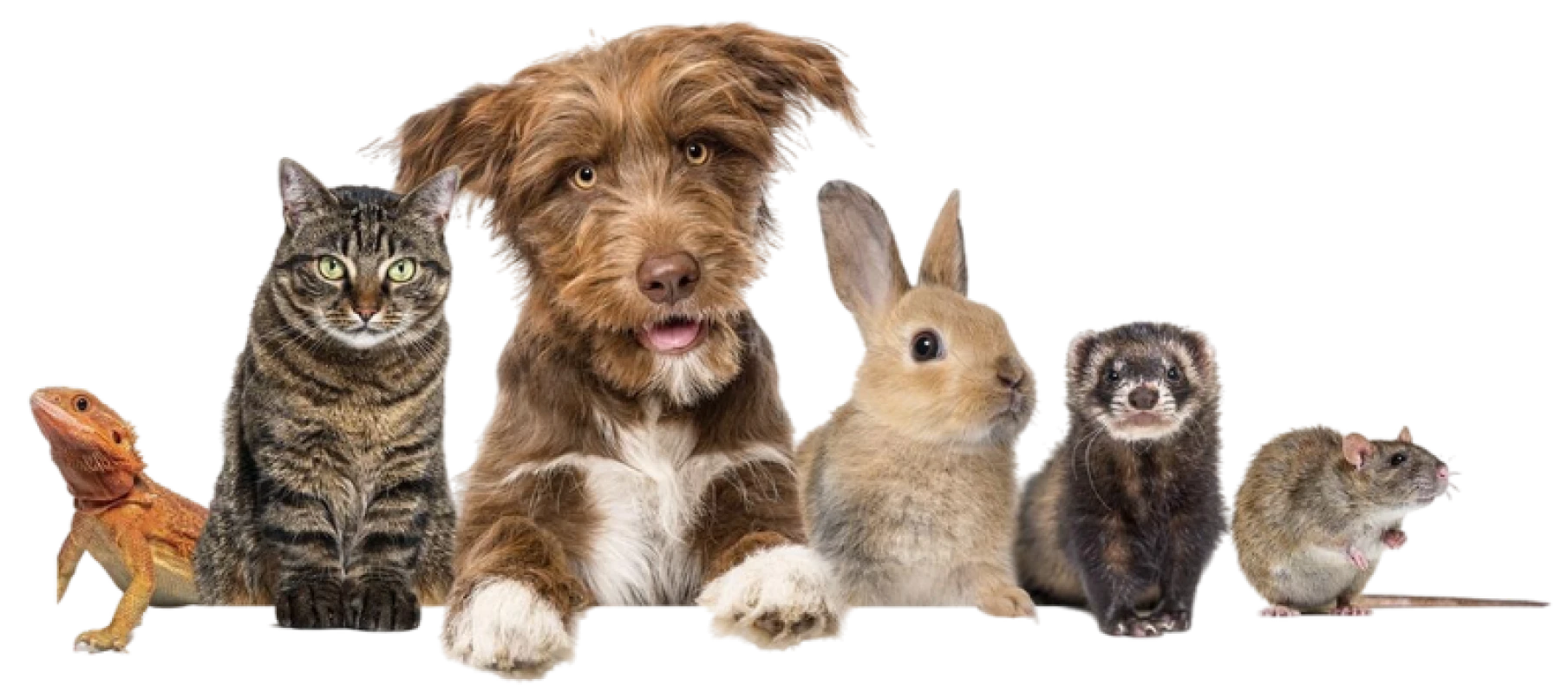 blog-pets